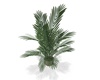 C- Altina Plant