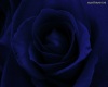 Flower cudle blue