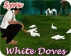 ! Lovely White Doves