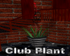 Club Plant