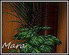 [Mra] Tall Plant