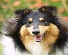 Collie Dog