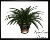 Stone Mtn Potted Palm V2