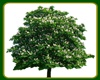 !! GREEN ROMANTIC TREE