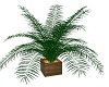 Fern~Plant~Large~Green
