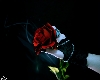 Vampire Rose Picture