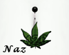 Sativa | Weed | Belly