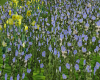 TF* Meadow Wildflowers 2