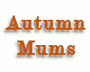 00 Autumn Mums