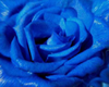 ~T~ Blue rose