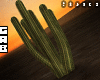 Western Cactus