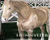 H. Horse 3