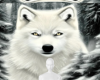 Black white wolf bg