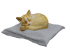 kitten Cute Cat