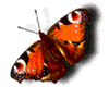 Anim Cardinal Butterfly