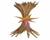Starfish Floor Branch