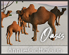 Oasis Camels - Static