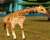 Safari Baby Giraffe