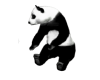 Panda1