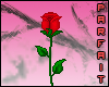 (*Par*) Red Rose