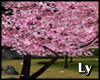 *LY* Cherry Blossom Anmt