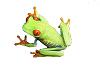 Red Eyed Treefrog 1