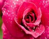 pink rose room