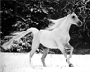 Snow Horse Rug