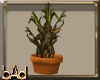 Mandrake Root Plant