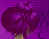*NDC*  Purple Trendz