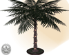 ♕ Palm Lights