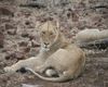 Lioness