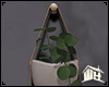 Hoya Polyneura Set
