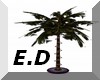 [E.D] ENCHANTED PALM