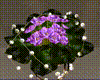 Violet Plant With Lights