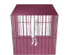 Pink Cage Add/Background