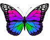 Rainbow Butterfly 1