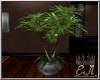 CEO Ficus Plant