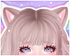 🌙 Lynx Ears Bear