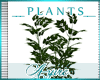 *A* Suburb Plant