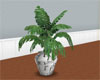 Areca Plant