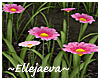 Wild Flower Field