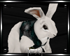 |Px| White Rabbit