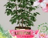 [20] Indoor Plant