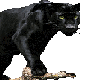 Mo's Panther