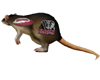 BBJ bama football rat 1