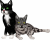 Purrfect Pals PET