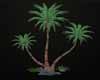 Aari Palm Trees