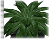 *A*Brookvale Patio Plant