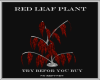Red Leaf Plant